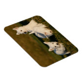 Kutest Baby Animals | Witte Terriers West Highland Magneet (Rechterzijde)