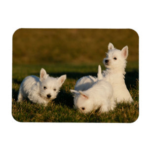 Kutest Baby Animals   Witte Terriers West Highland Magneet