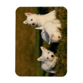 Kutest Baby Animals | Witte Terriers West Highland Magneet (Verticaal)