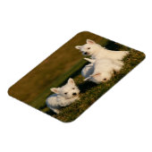 Kutest Baby Animals | Witte Terriers West Highland Magneet (Linkerzijde)