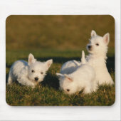 Kutest Baby Animals | Witte Terriers West Highland Muismat (Voorkant)