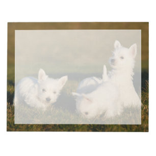 Kutest Baby Animals Witte Terriers West Highland Notitieblok