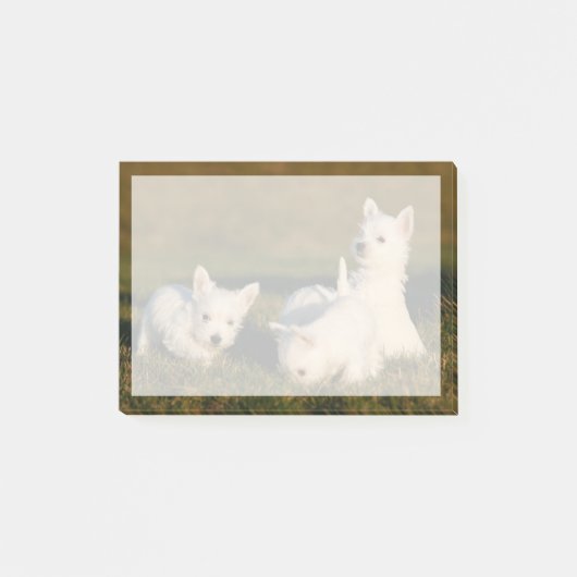 Kutest Baby Animals | Witte Terriers West Highland Post-it® Notes (Voorkant)