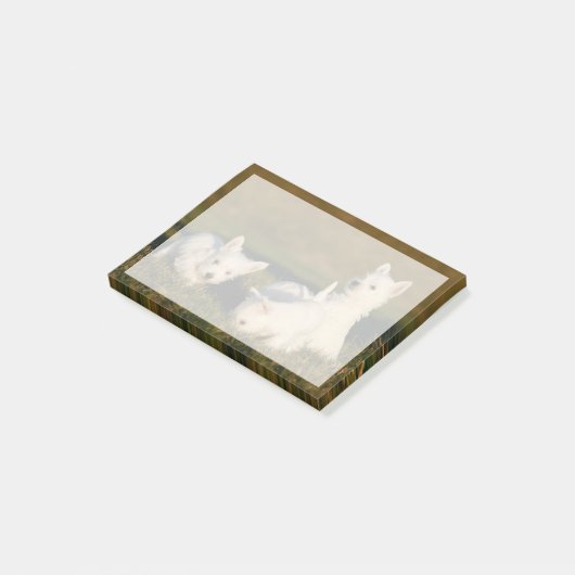 Kutest Baby Animals | Witte Terriers West Highland Post-it® Notes (Schuin)