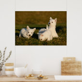 Kutest Baby Animals | Witte Terriers West Highland Poster (Keuken)