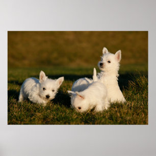 Kutest Baby Animals   Witte Terriers West Highland Poster