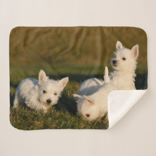 Kutest Baby Animals Witte Terriers West Highland Sherpa Deken