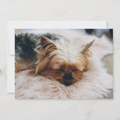 Kutest Baby Animals | Yorkshire Terrier Bedankkaart (Voorkant)