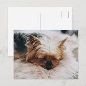 Kutest Baby Animals | Yorkshire Terrier Briefkaart (Voorkant / Achterkant)