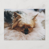Kutest Baby Animals | Yorkshire Terrier Briefkaart (Voorkant)