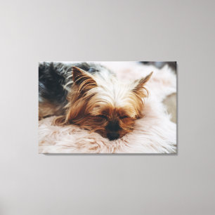 Kutest Baby Animals   Yorkshire Terrier Canvas Afdruk
