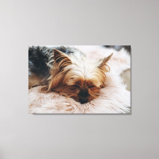 Kutest Baby Animals | Yorkshire Terrier Canvas Afdruk (Voorkant)