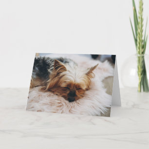 Kutest Baby Animals Yorkshire Terrier Kaart