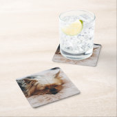 Kutest Baby Animals | Yorkshire Terrier Kartonnen Onderzetters (Insitu)