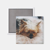 Kutest Baby Animals | Yorkshire Terrier Magneet (Voorkant / Achterkant)