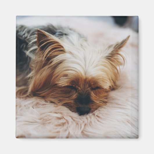 Kutest Baby Animals | Yorkshire Terrier Magneet (Voorkant)