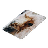 Kutest Baby Animals | Yorkshire Terrier Magneet (Linkerzijde)