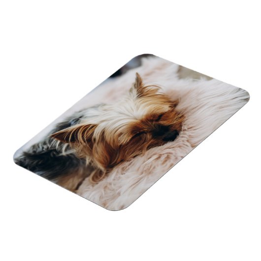 Kutest Baby Animals | Yorkshire Terrier Magneet (Linkerzijde)