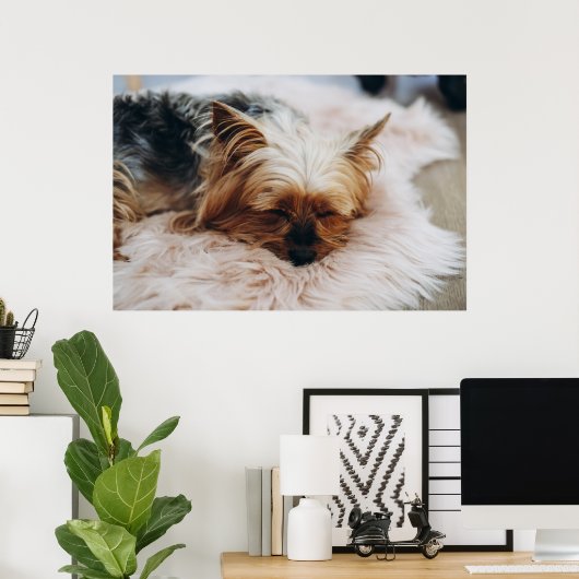 Kutest Baby Animals | Yorkshire Terrier Poster (Thuiskantoor)