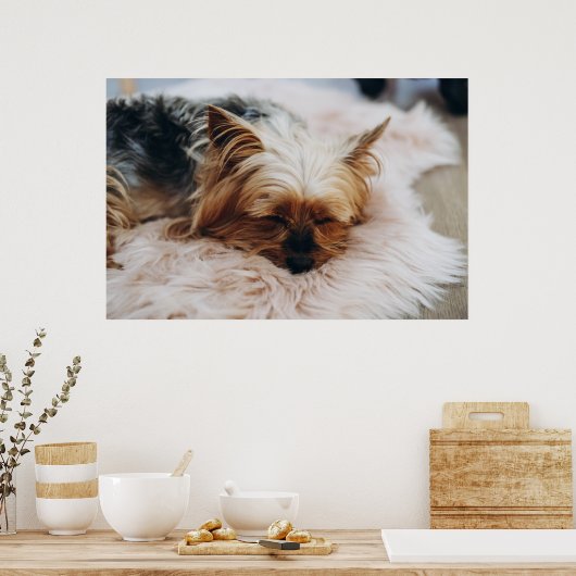Kutest Baby Animals | Yorkshire Terrier Poster (Keuken)