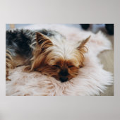 Kutest Baby Animals | Yorkshire Terrier Poster (Voorkant)