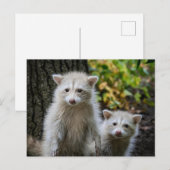 Kutest Baby Animals | Young Blonde Raccoons Briefkaart (Voorkant / Achterkant)