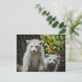 Kutest Baby Animals | Young Blonde Raccoons Briefkaart (Staand voorkant)