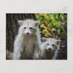 Kutest Baby Animals   Young Blonde Raccoons Briefkaart