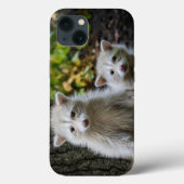 Kutest Baby Animals | Young Blonde Raccoons Case-Mate iPhone Case (Achterkant)