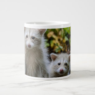 Kutest Baby Animals   Young Blonde Raccoons Grote Koffiekop