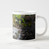 Kutest Baby Animals | Young Blonde Raccoons Grote Koffiekop (Rechts)