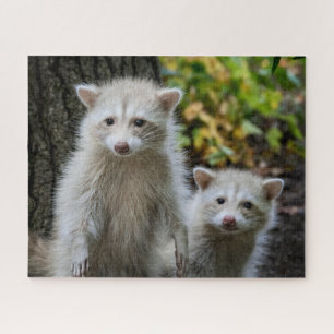 Kutest Baby Animals   Young Blonde Raccoons Legpuzzel