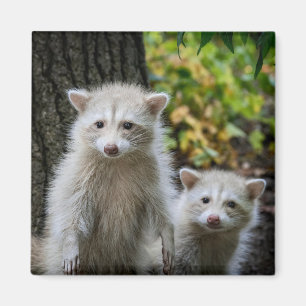 Kutest Baby Animals   Young Blonde Raccoons Magneet
