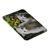 Kutest Baby Animals | Young Blonde Raccoons Magneet (Rechterzijde)