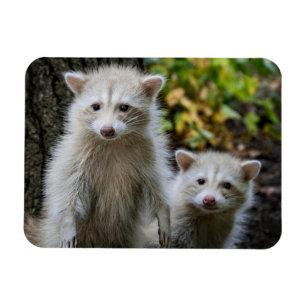 Kutest Baby Animals   Young Blonde Raccoons Magneet