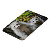 Kutest Baby Animals | Young Blonde Raccoons Magneet (Linkerzijde)