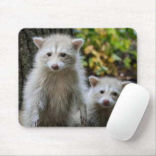 Kutest Baby Animals   Young Blonde Raccoons Muismat