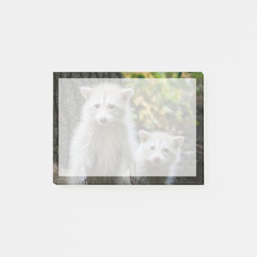 Kutest Baby Animals | Young Blonde Raccoons Post-it® Notes (Voorkant)