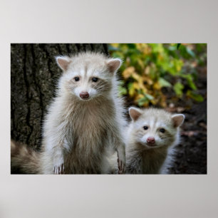 Kutest Baby Animals   Young Blonde Raccoons Poster