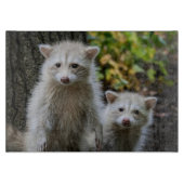 Kutest Baby Animals | Young Blonde Raccoons Snijplank (Voorkant)