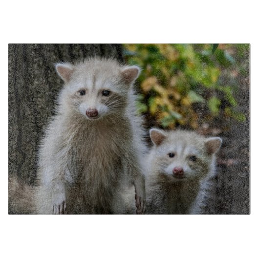Kutest Baby Animals | Young Blonde Raccoons Snijplank (Voorkant)