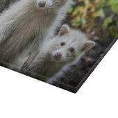 Kutest Baby Animals | Young Blonde Raccoons Snijplank (Hoek)