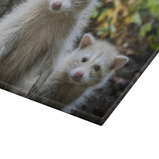 Kutest Baby Animals | Young Blonde Raccoons Snijplank (Hoek)