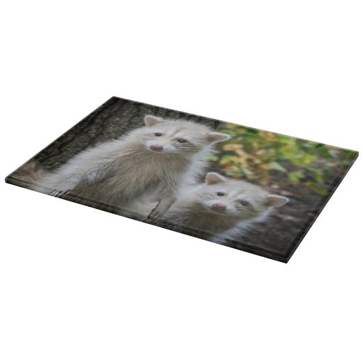 Kutest Baby Animals | Young Blonde Raccoons Snijplank (Hoek)