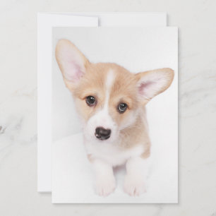 Kutest Baby Animals   Young Corgi Puppy Bedankkaart