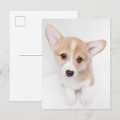 Kutest Baby Animals | Young Corgi Puppy Briefkaart (Voorkant / Achterkant)