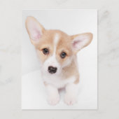 Kutest Baby Animals | Young Corgi Puppy Briefkaart (Voorkant)