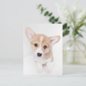Kutest Baby Animals | Young Corgi Puppy Briefkaart (Staand voorkant)