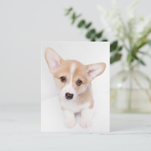 Kutest Baby Animals | Young Corgi Puppy Briefkaart (Staand voorkant)