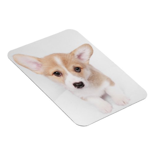 Kutest Baby Animals | Young Corgi Puppy Magneet (Rechterzijde)